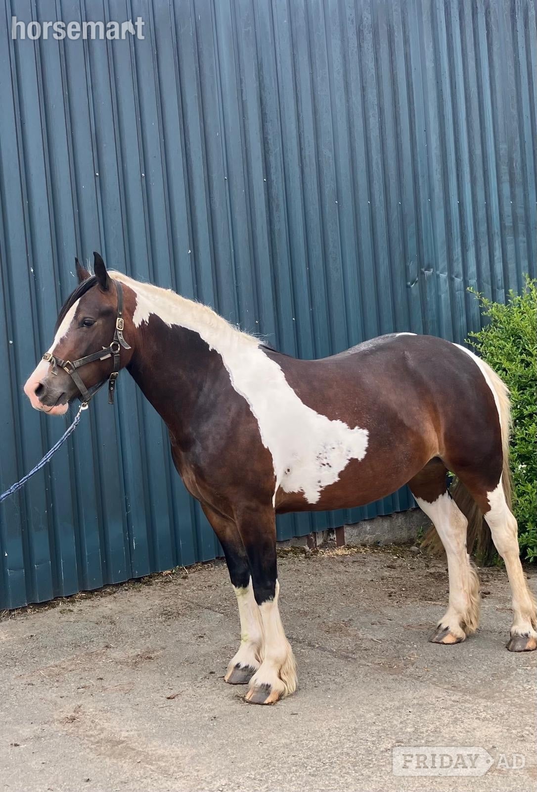 "Lady" Tri-Coloured Filly Coloured