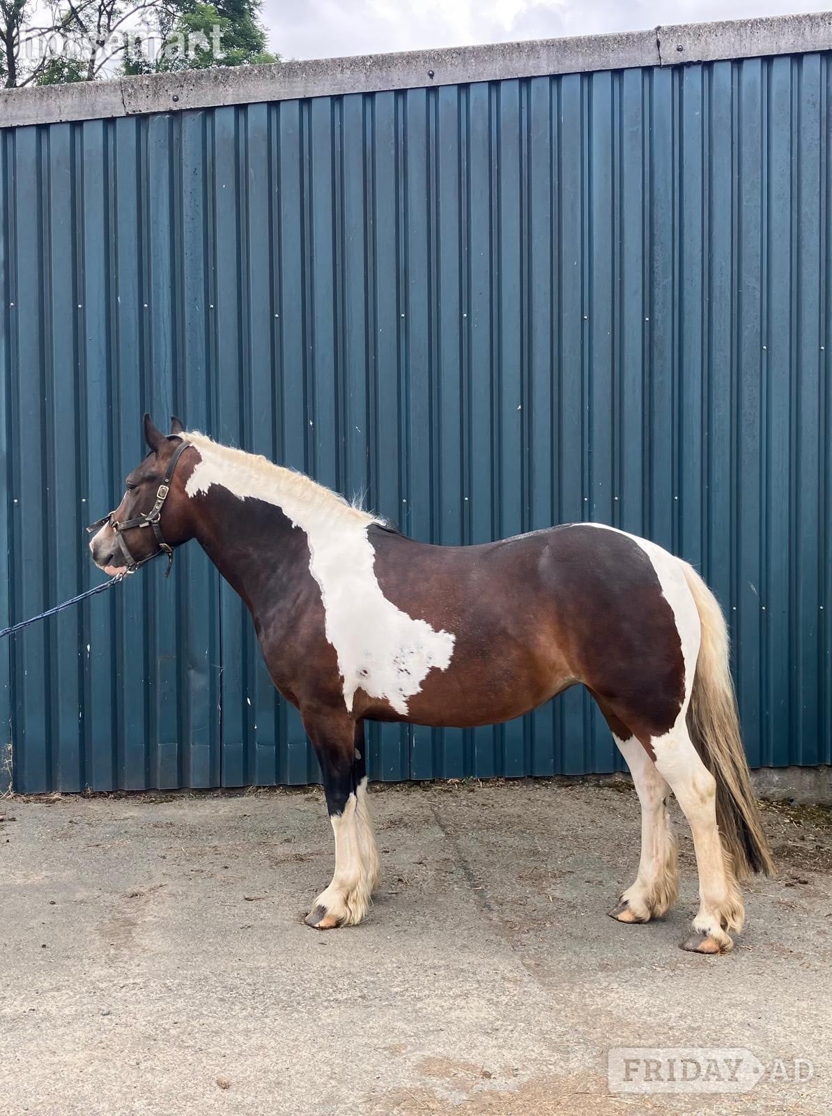 "Lady" Tri-Coloured Filly Coloured - Horses in Welshpool