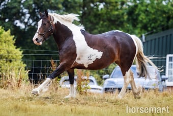 "Lady" Tri-Coloured Mare Coloured