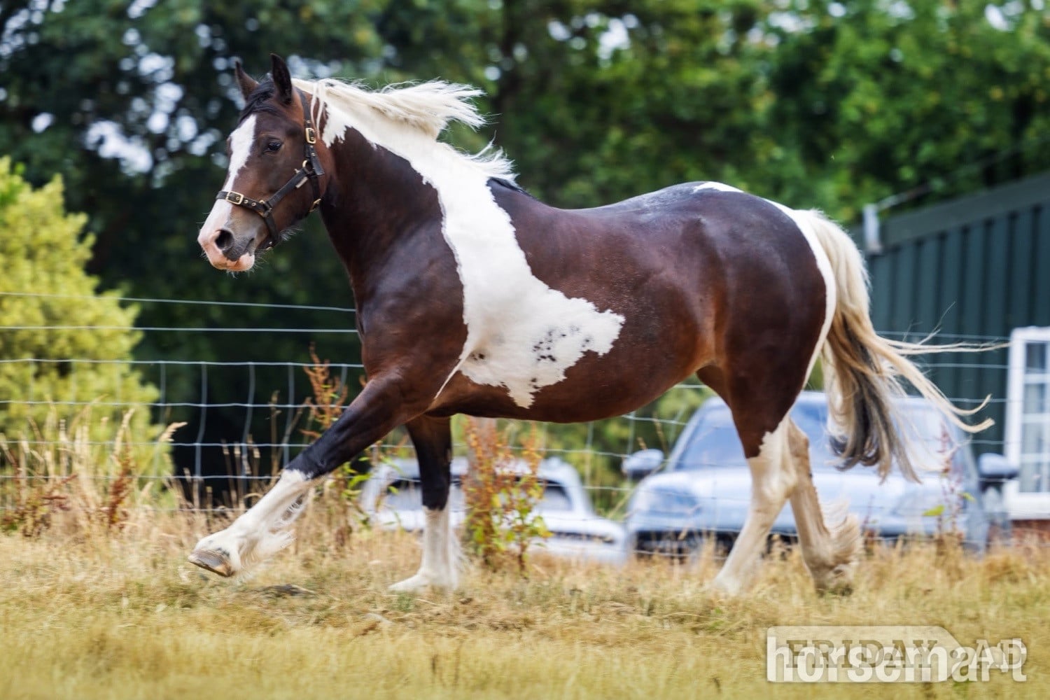 "Lady" Tri-Coloured Mare Coloured in Welshpool