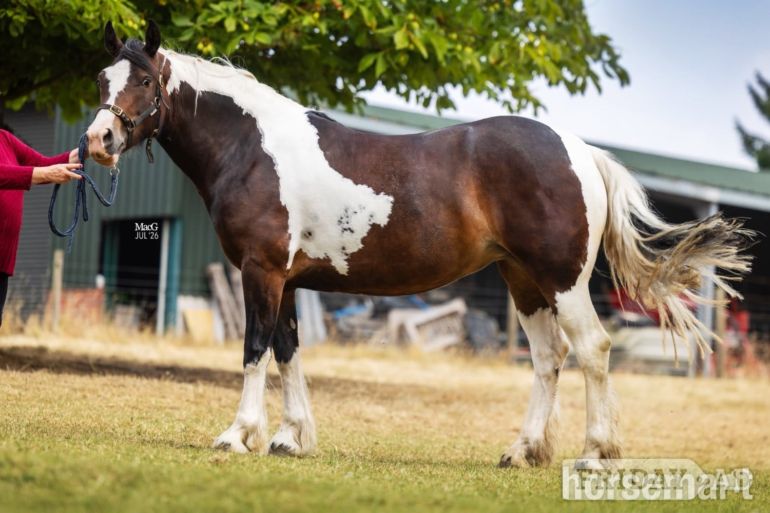 "Lady" Tri-Coloured Mare Coloured