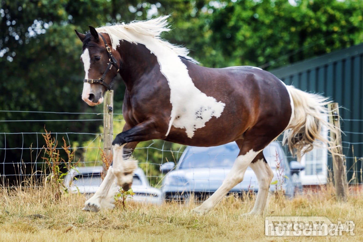 Welshpool "Lady" Tri-Coloured Mare Coloured