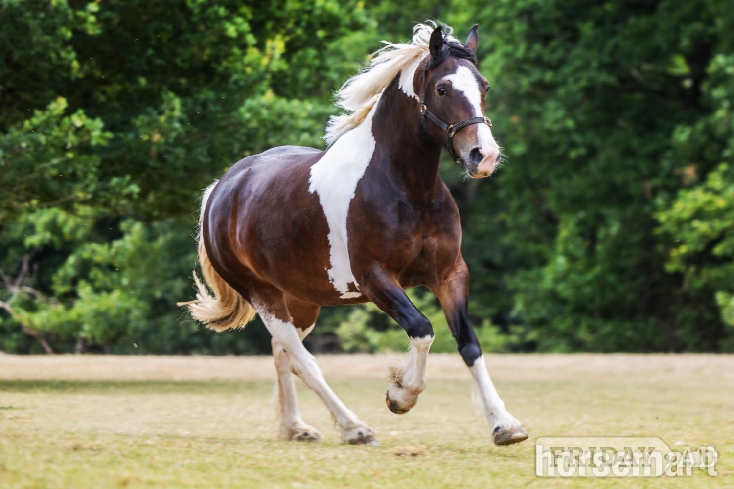 "Lady" Tri-Coloured Mare Coloured - Horses in Welshpool