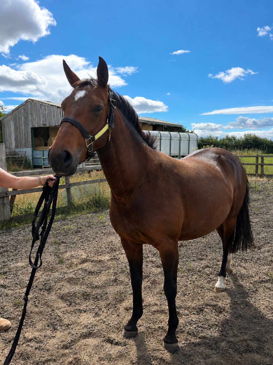 "Petal "  Mare Young Sport Horse - Horses in Richmond