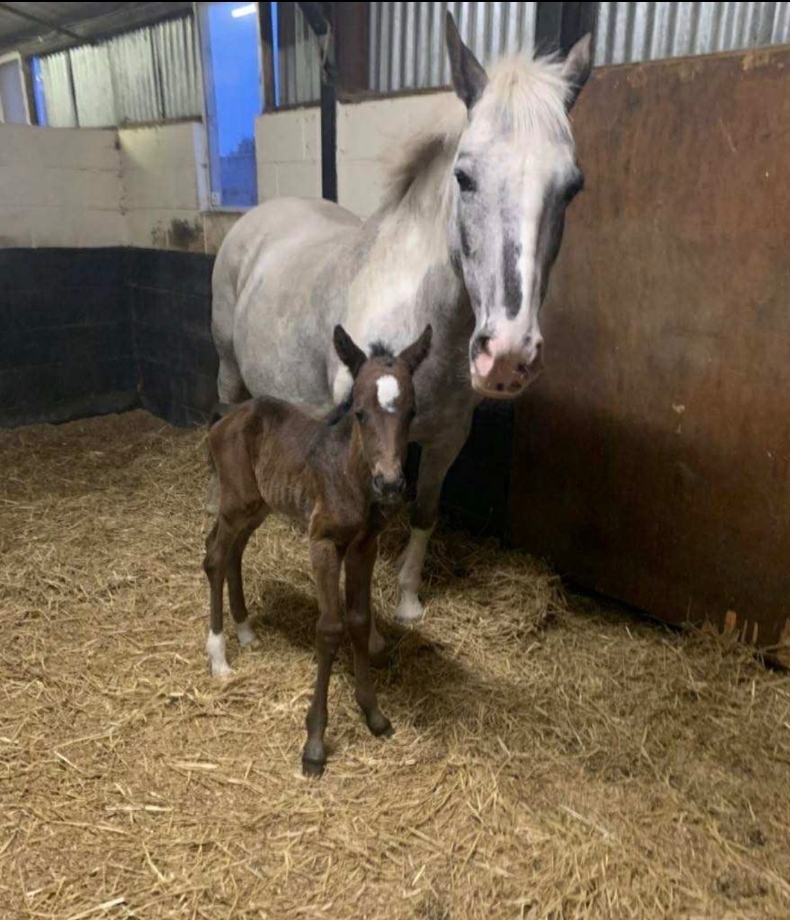 "Petal "  Mare Young Sport Horse - Horses