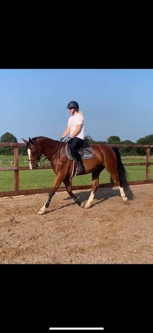"HK HANDS ON " Bay Gelding All Rounder