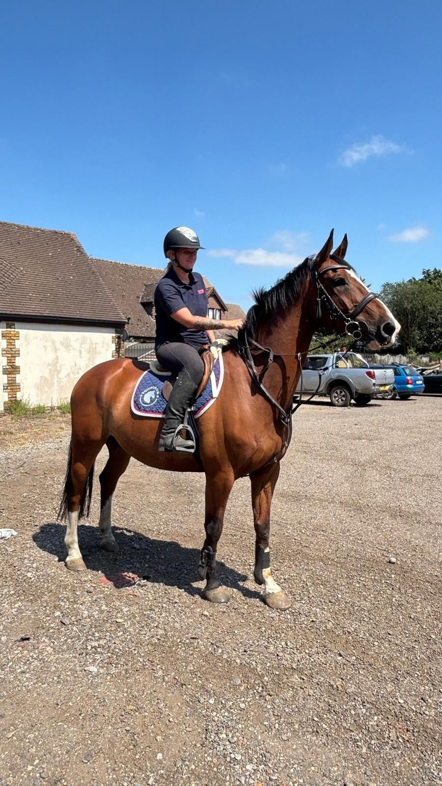 Noak Hill "HK HANDS ON " Bay Gelding All Rounder