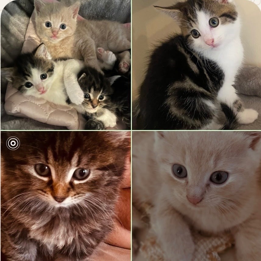 Kittens for sale