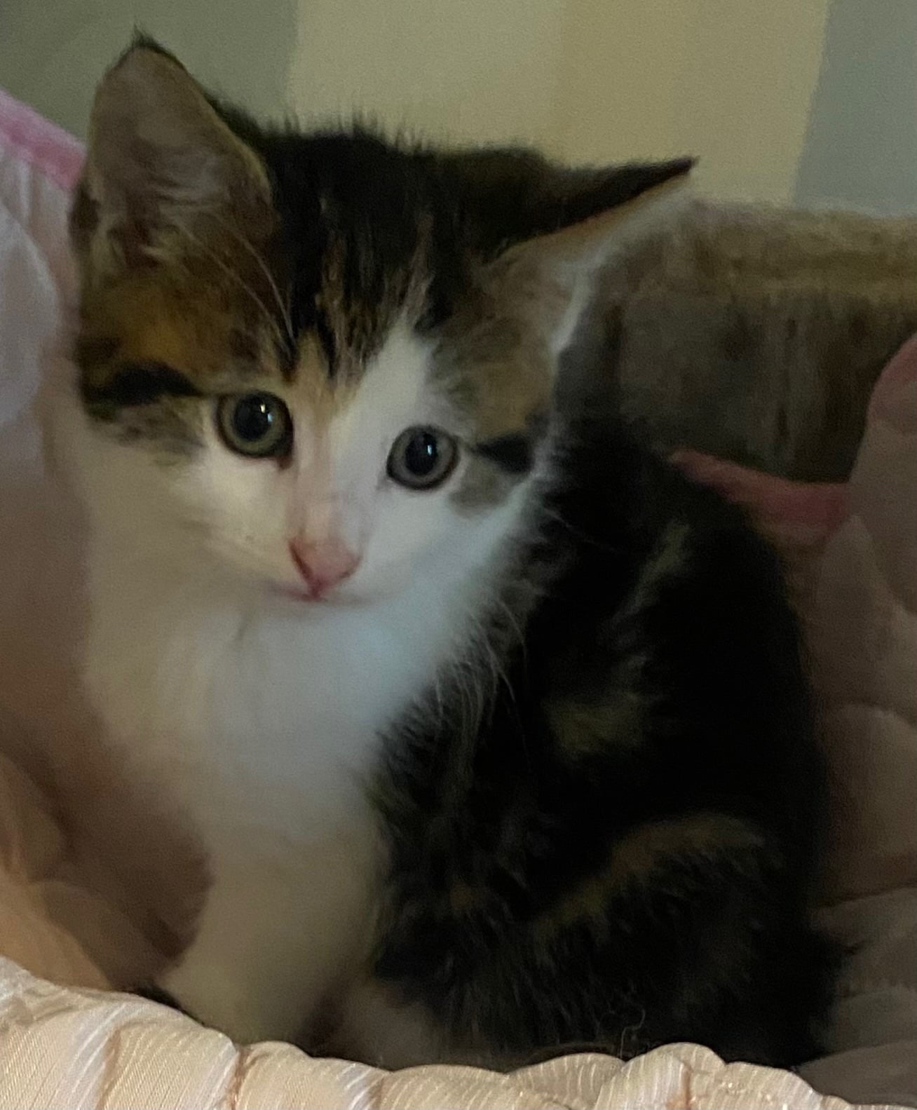 Manchester Kittens for sale