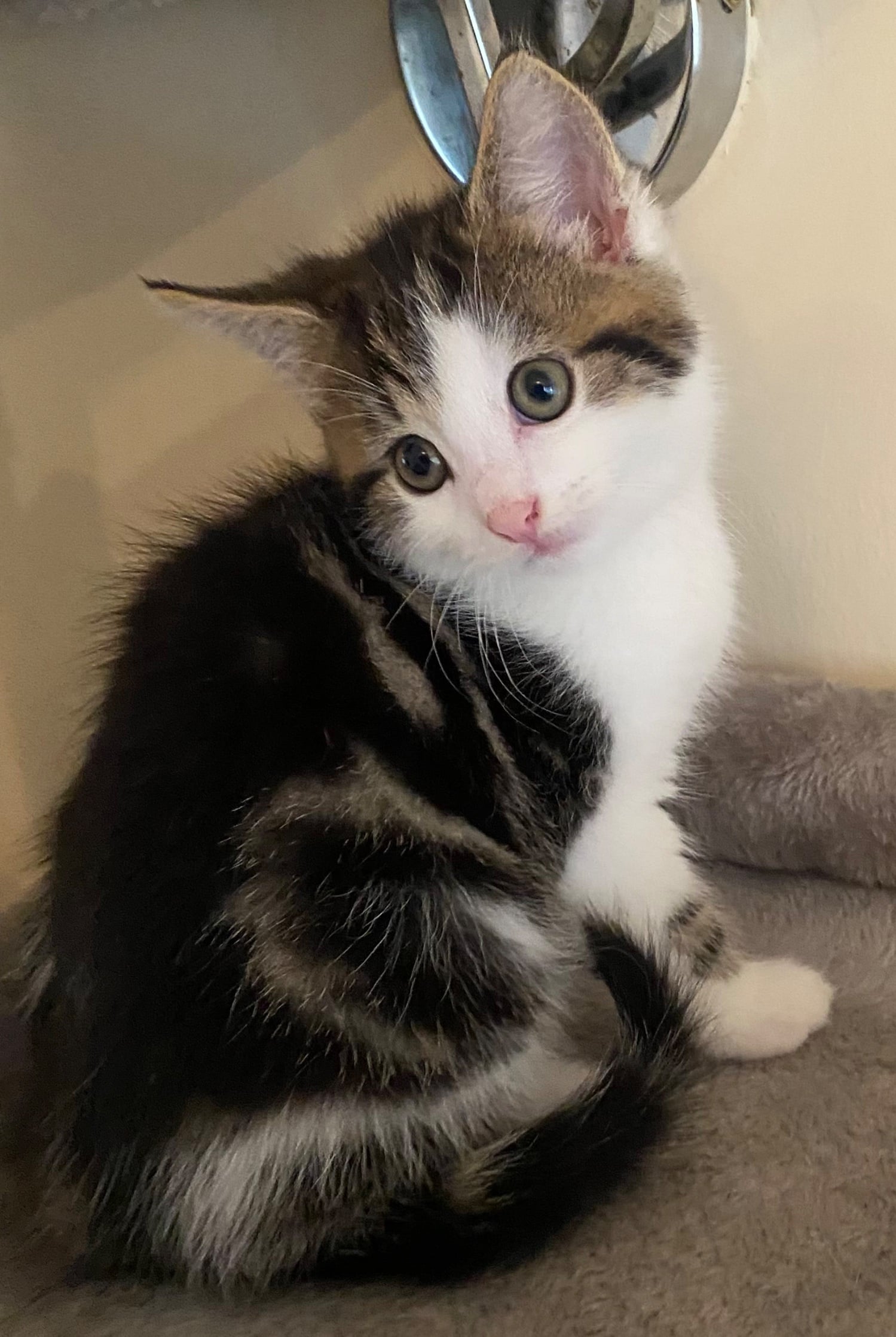 Kittens for sale - Cats & Kittens in Manchester
