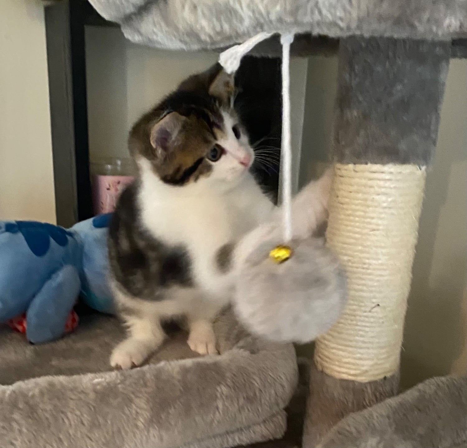 Kittens for sale - Cats & Kittens