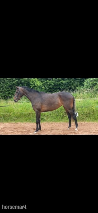 "Floss" Dark Bay Mare All Rounder