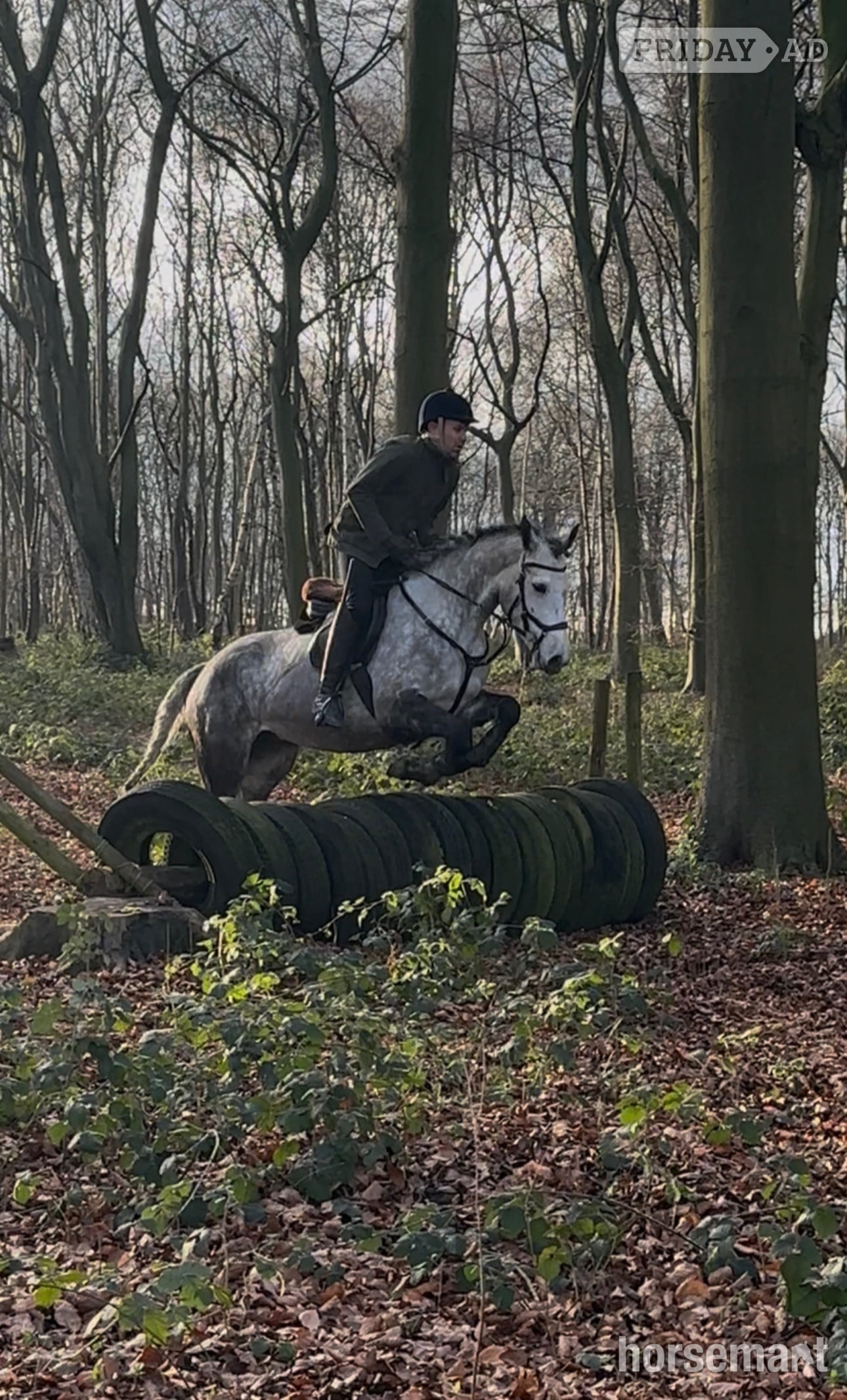"Velvett Action (Margot)" Dapple Grey Mare Project Horse in Batley