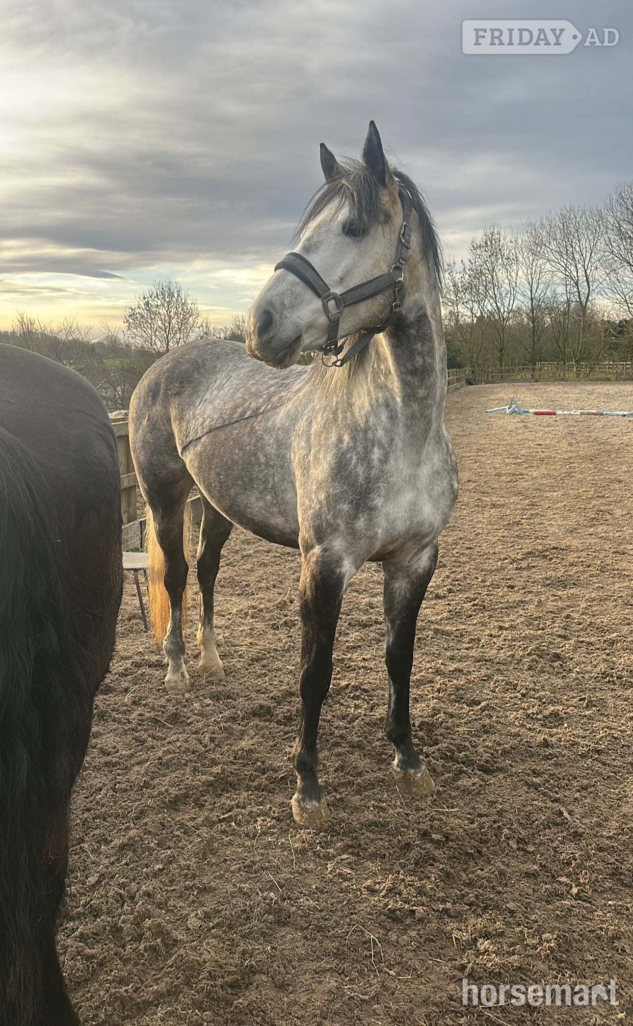 "Velvett Action (Margot)" Dapple Grey Mare Project Horse