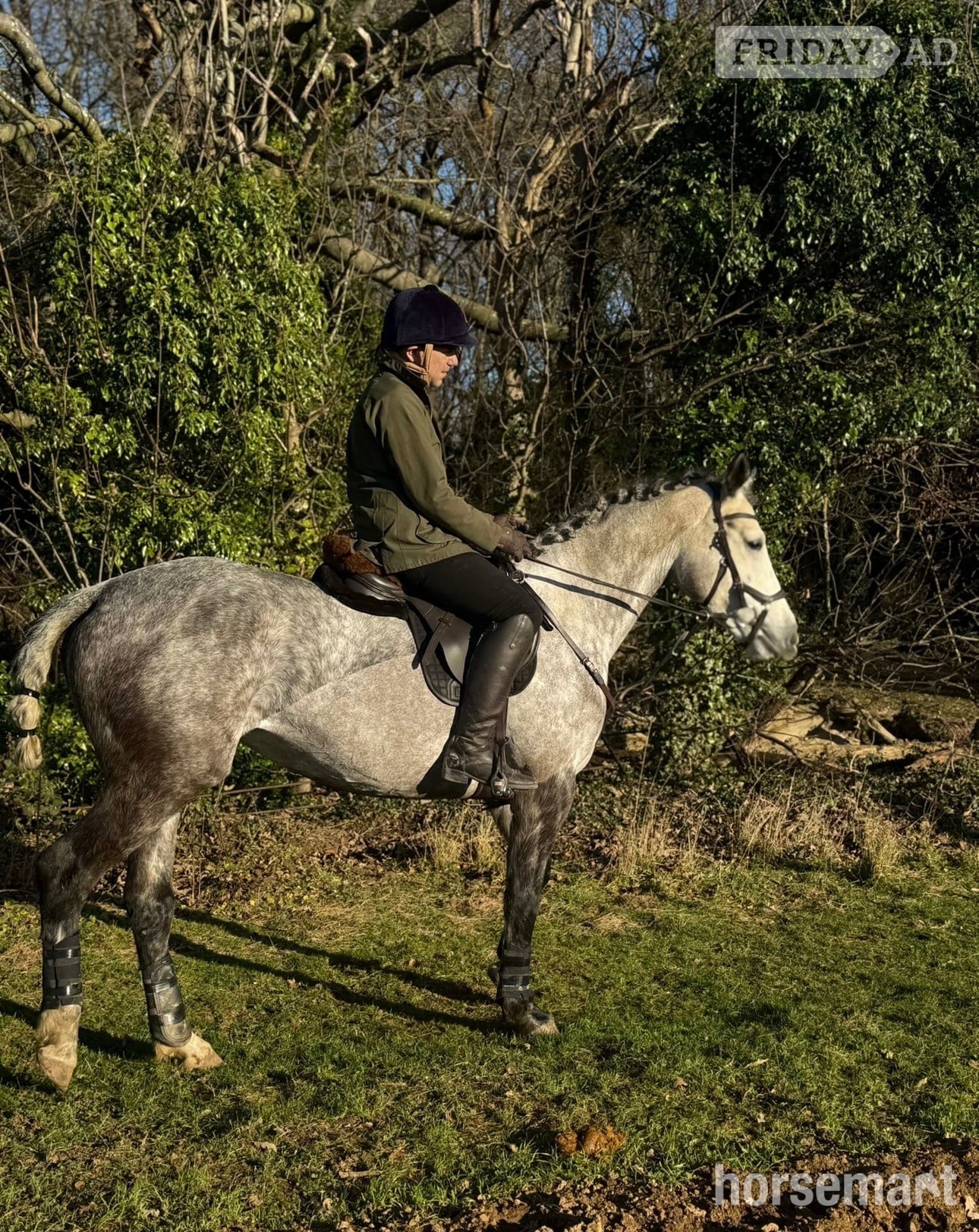 Batley "Velvett Action (Margot)" Dapple Grey Mare Project Horse