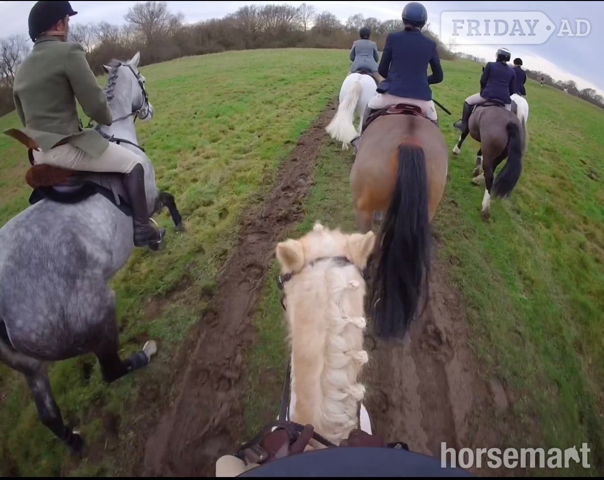 "Velvett Action (Margot)" Dapple Grey Mare Project Horse - Horses in Batley