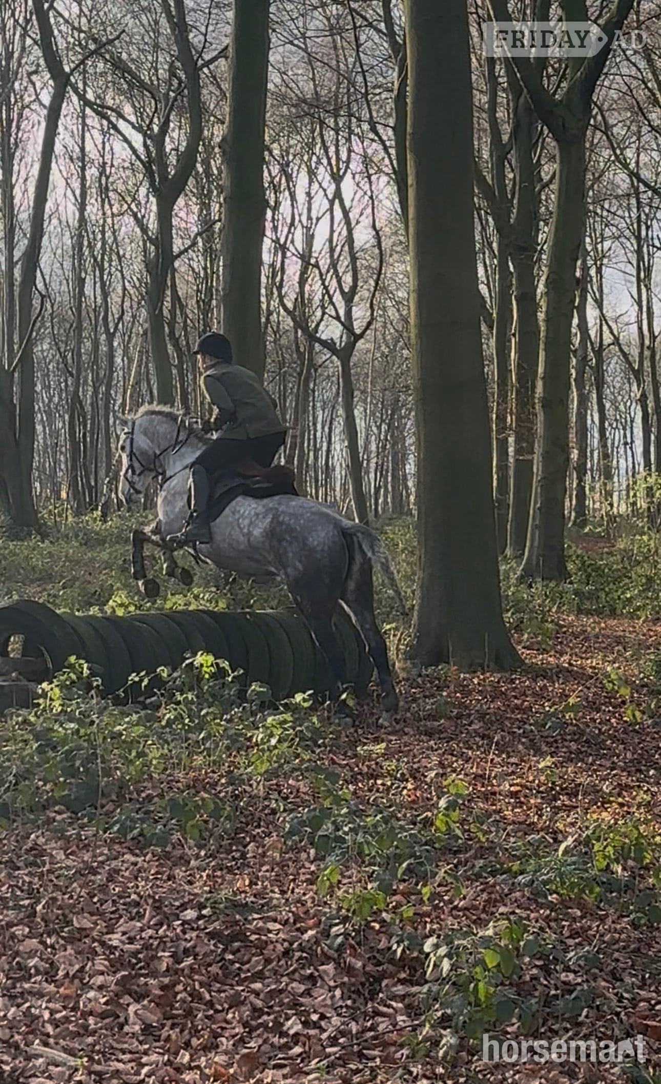 "Velvett Action (Margot)" Dapple Grey Mare Project Horse - Horses