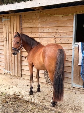 "Blackdown Timothy (maverick)" Bay Gelding Project Horse