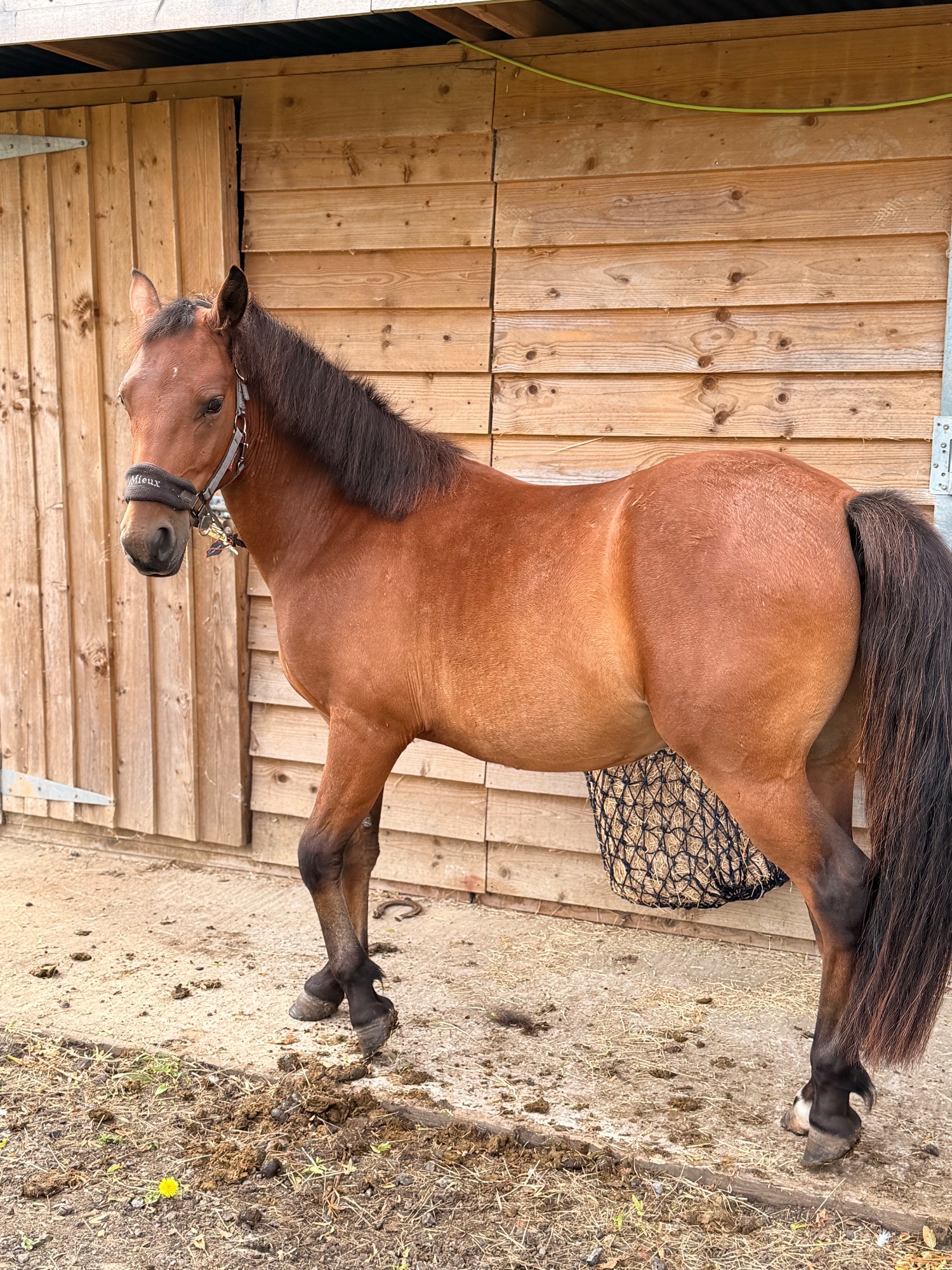"Blackdown Timothy (maverick)" Bay Gelding Project Horse