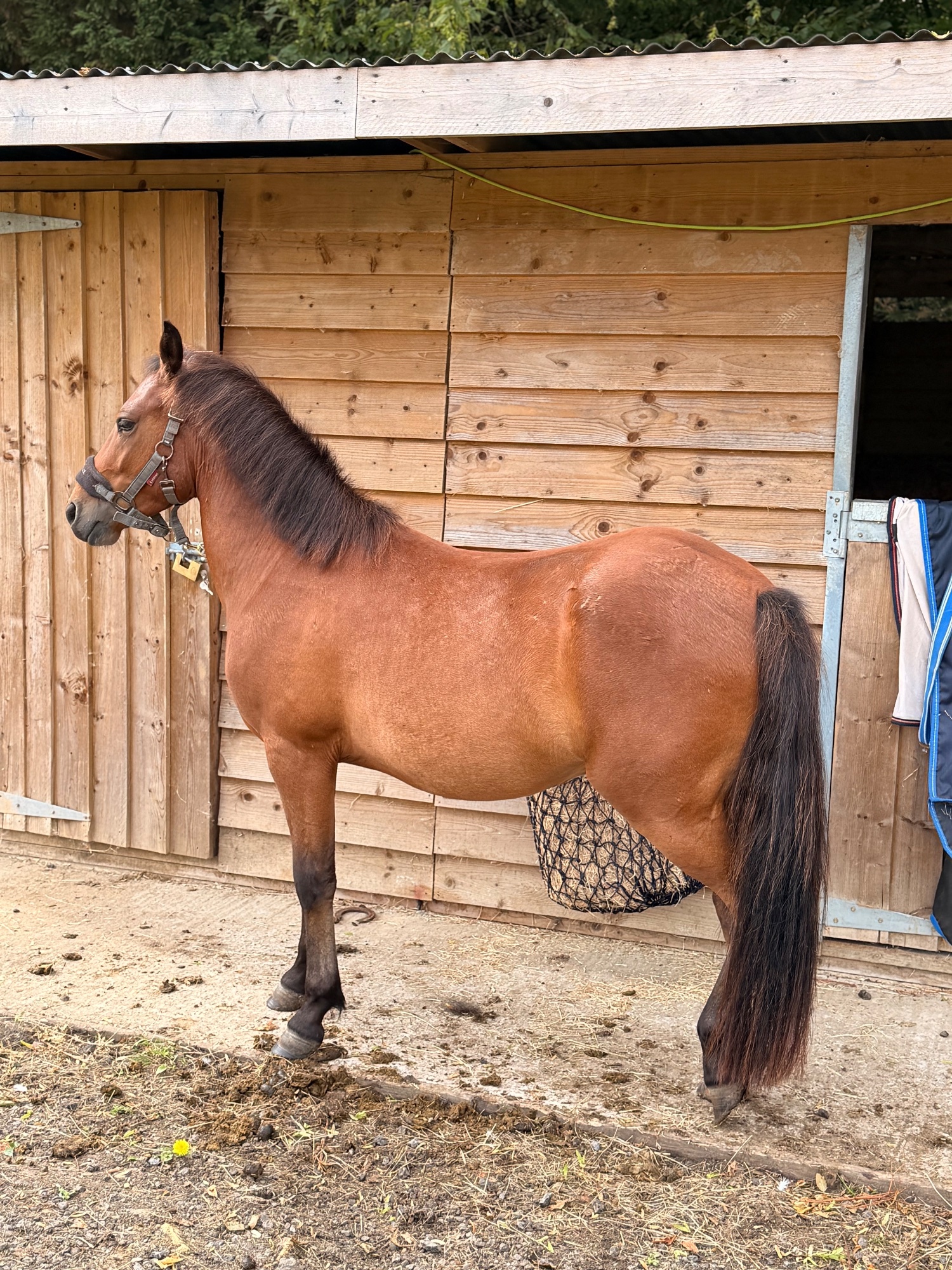 Canterbury "Blackdown Timothy (maverick)" Bay Gelding Project Horse