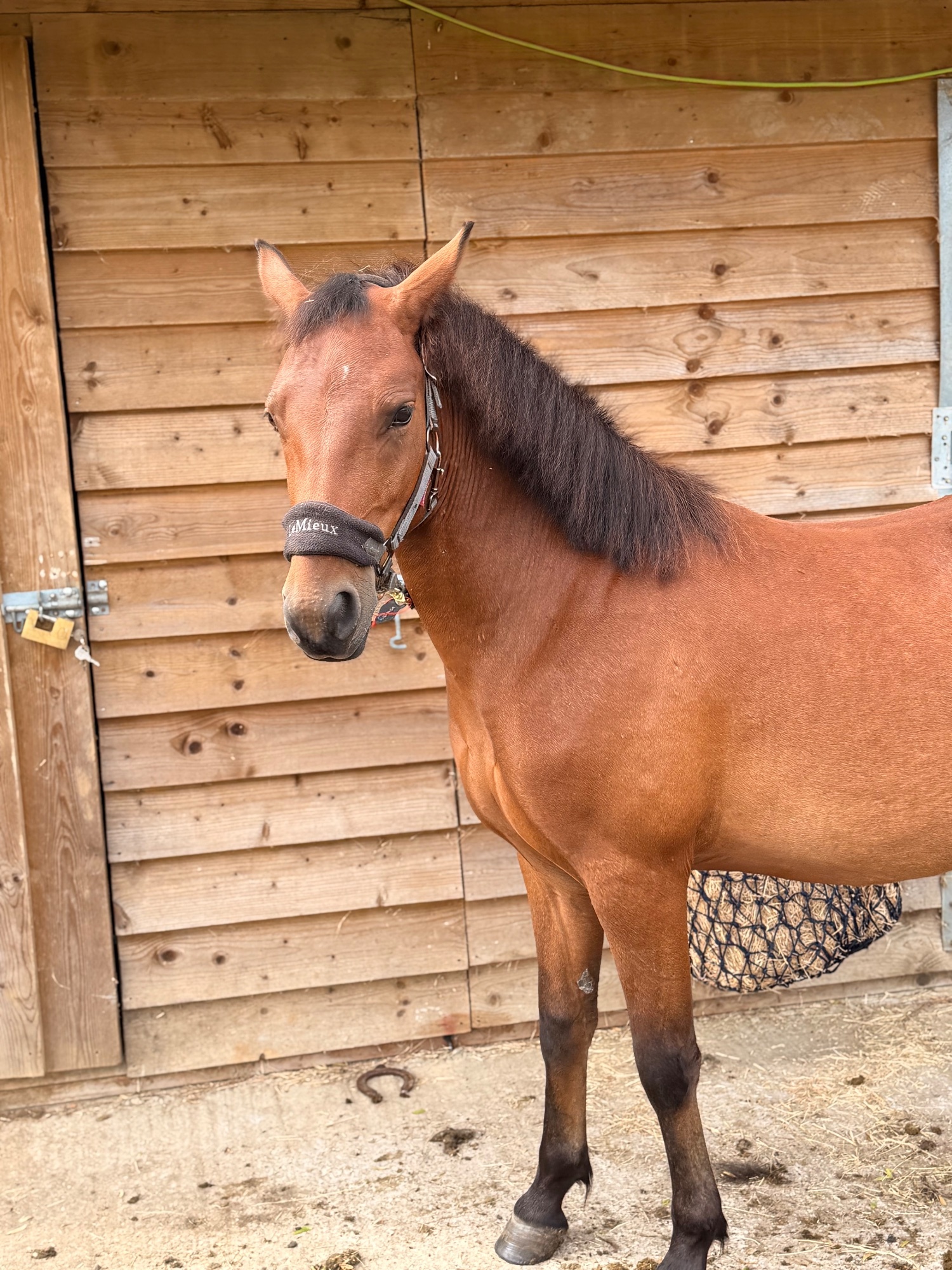 "Blackdown Timothy (maverick)" Bay Gelding Project Horse - Horses in Canterbury