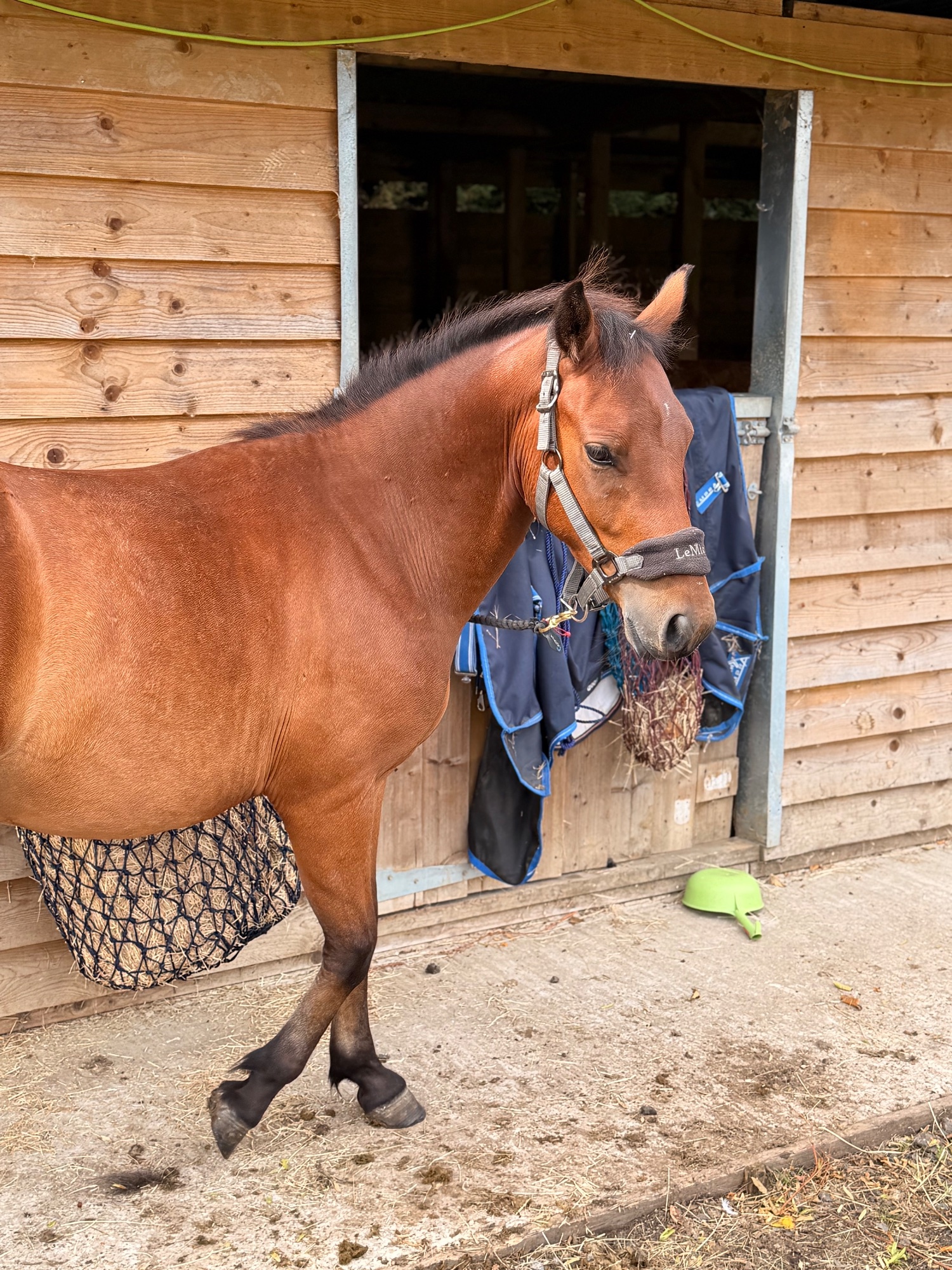 "Blackdown Timothy (maverick)" Bay Gelding Project Horse - Horses