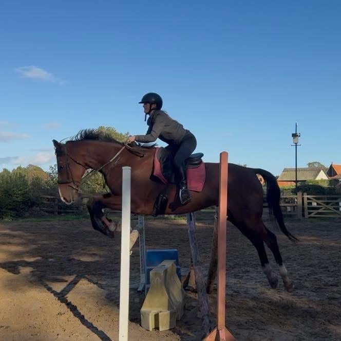 Beccles "Frankie" Bay Gelding All Rounder