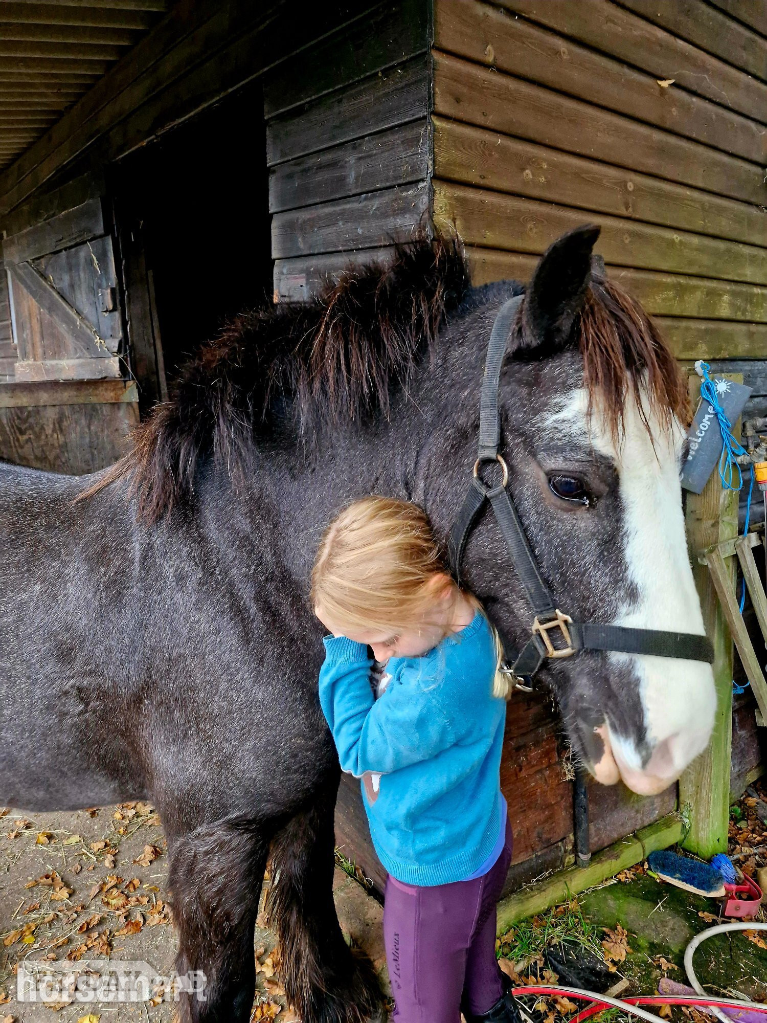 Sidlesham "Elfie" Roan Mare Pony Club Pony