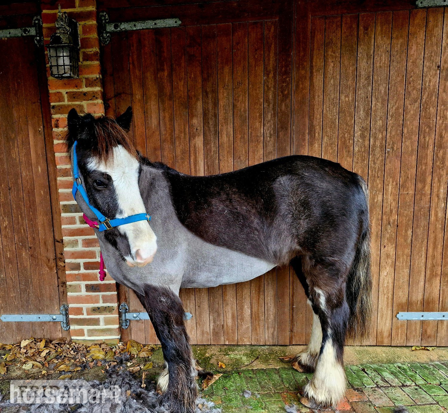 "Elfie" Roan Mare Pony Club Pony - Horses in Sidlesham
