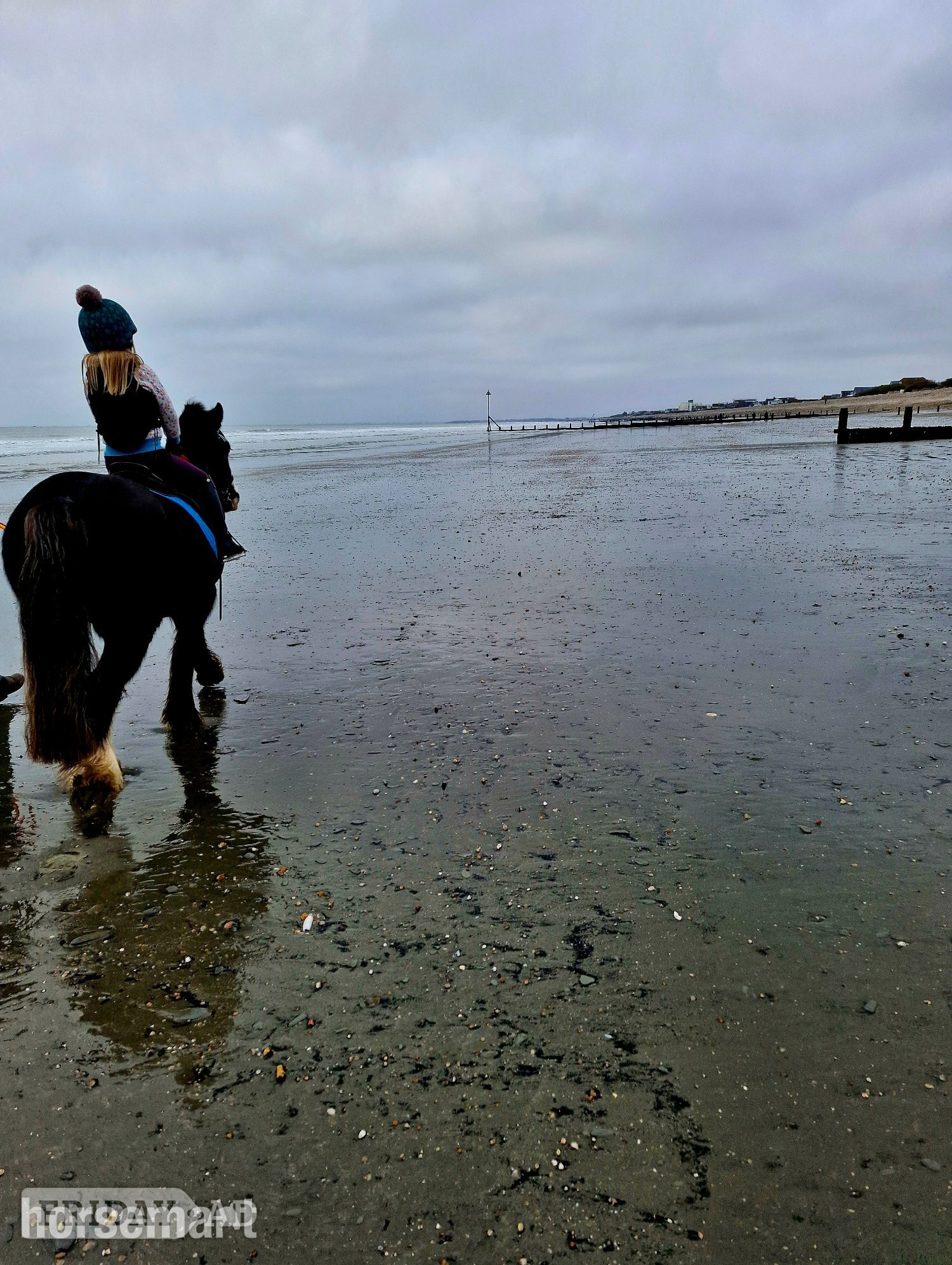 "Elfie" Roan Mare Pony Club Pony - Horses