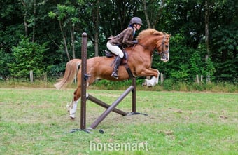 "PRINCE HARRY" Chestnut Gelding All Rounder