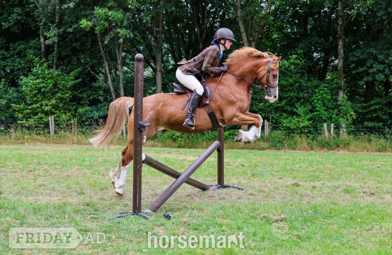 "PRINCE HARRY" Chestnut Gelding All Rounder in Rochdale