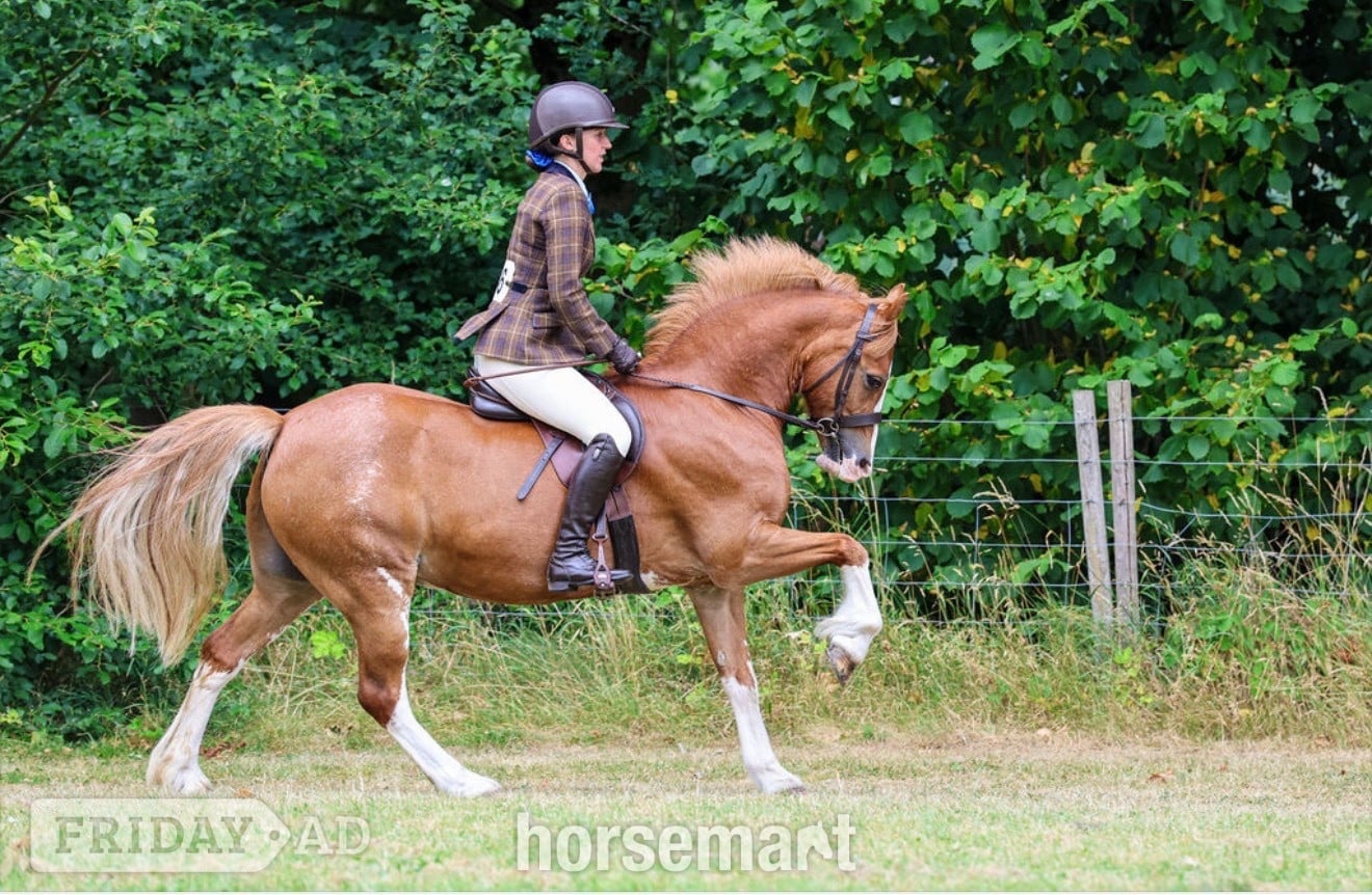 "PRINCE HARRY" Chestnut Gelding All Rounder