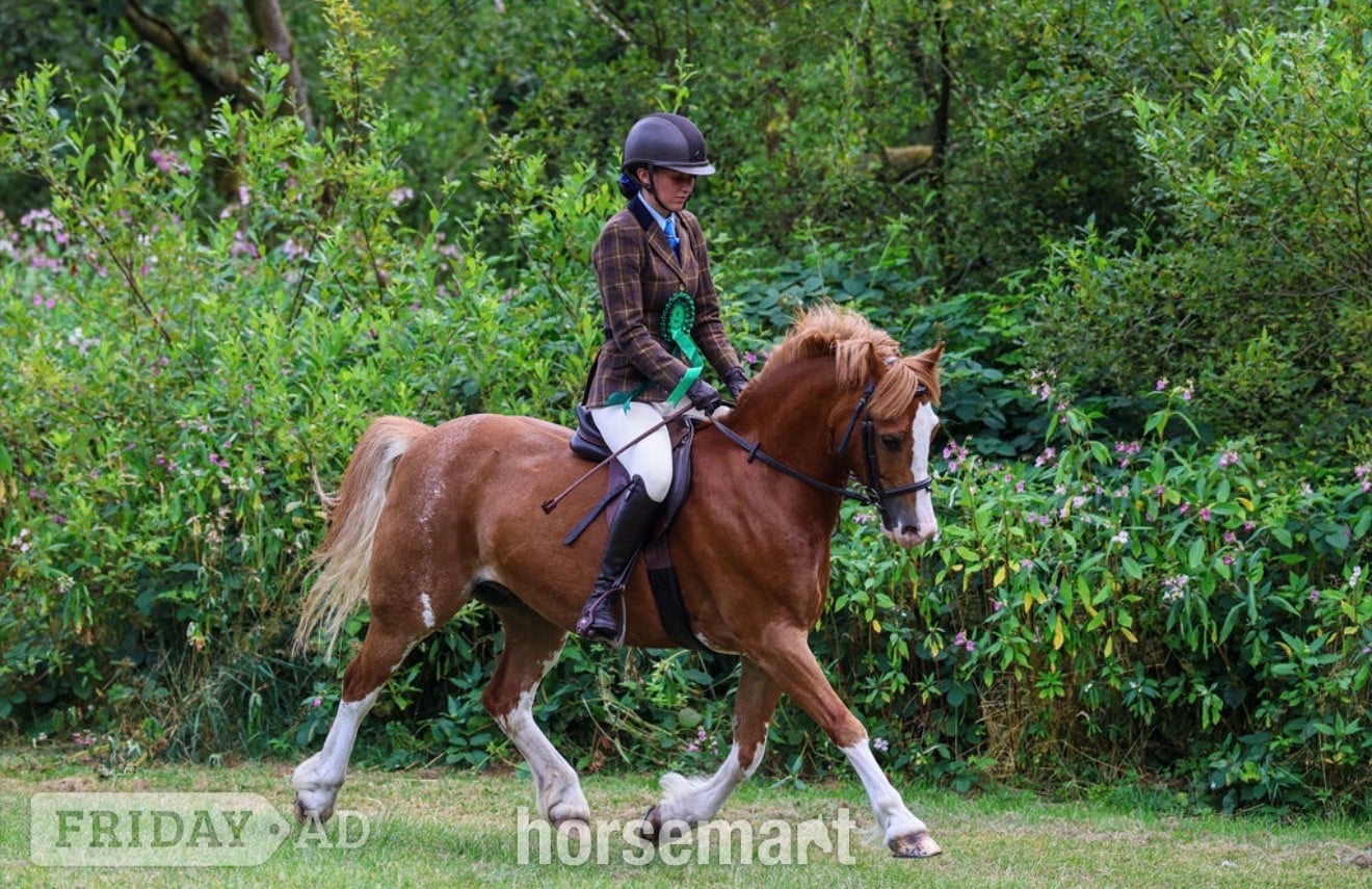 Rochdale "PRINCE HARRY" Chestnut Gelding All Rounder