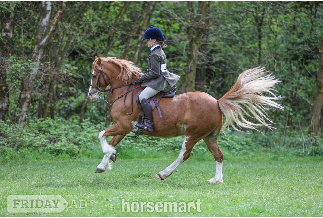 "PRINCE HARRY" Chestnut Gelding All Rounder - Horses in Rochdale