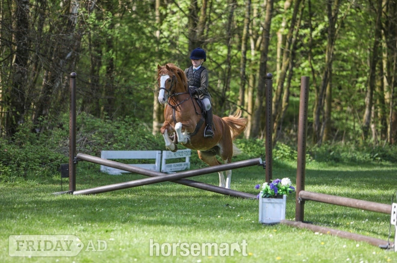 "PRINCE HARRY" Chestnut Gelding All Rounder - Horses
