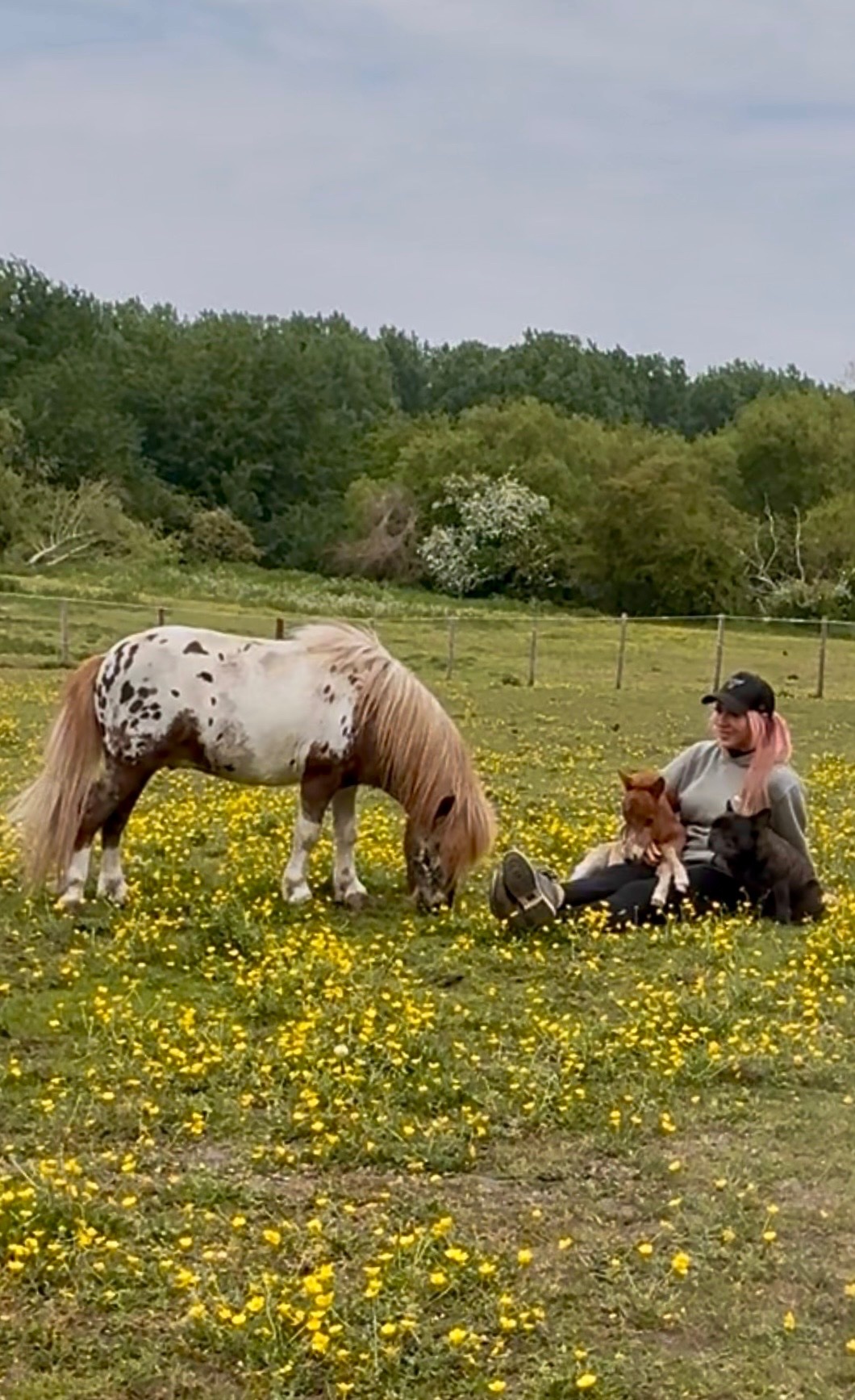 "ST GEORGE" Spotted Colt Miniature Horse