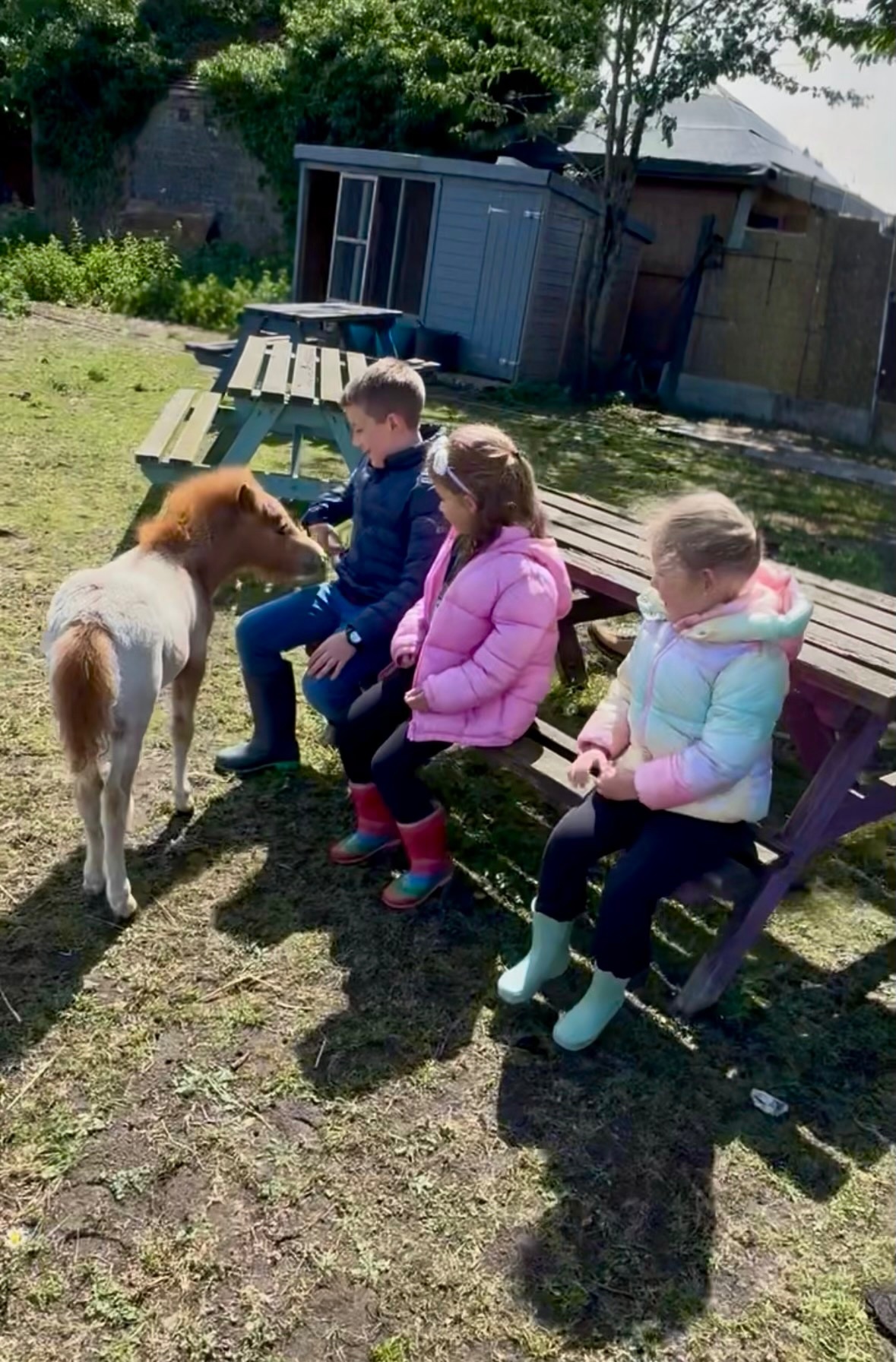 Wilmington "ST GEORGE" Spotted Colt Miniature Horse