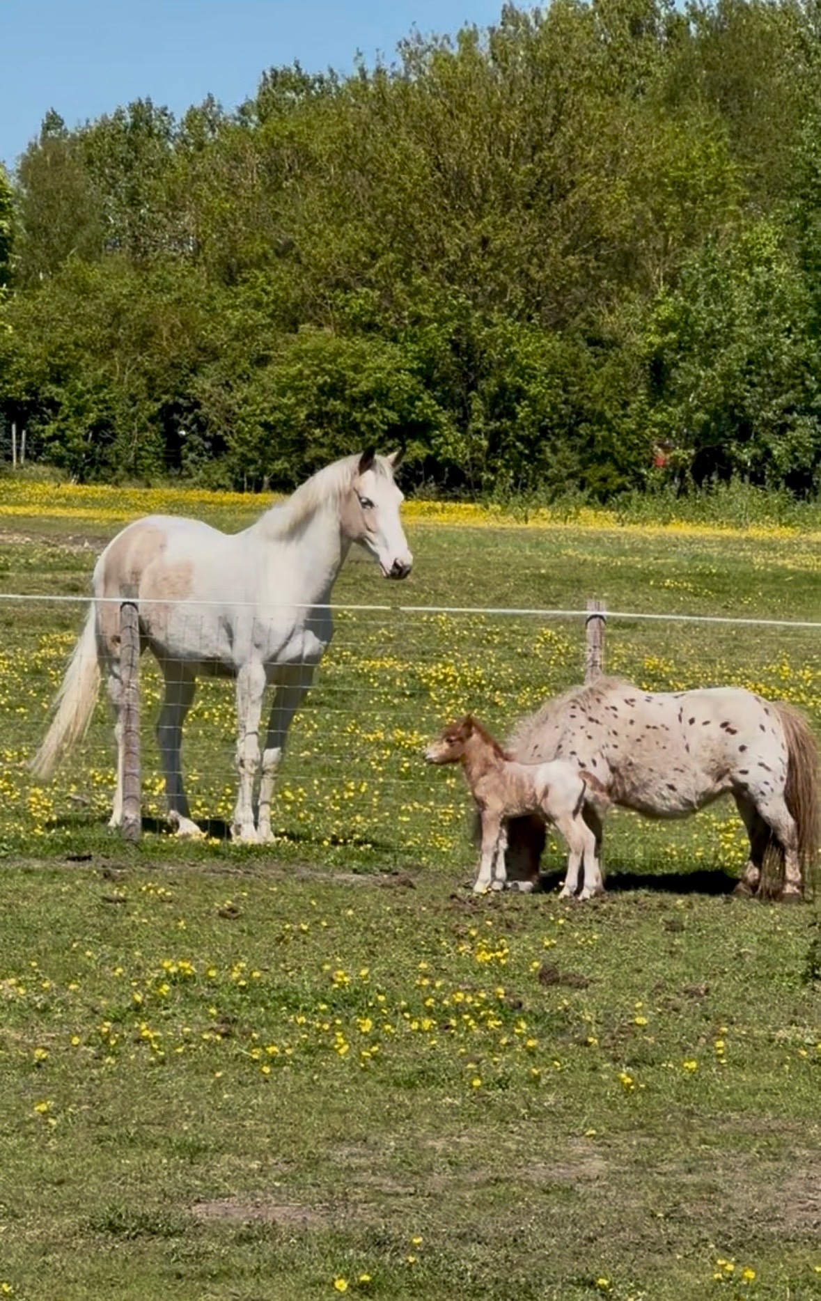"ST GEORGE" Spotted Colt Miniature Horse - Horses in Wilmington