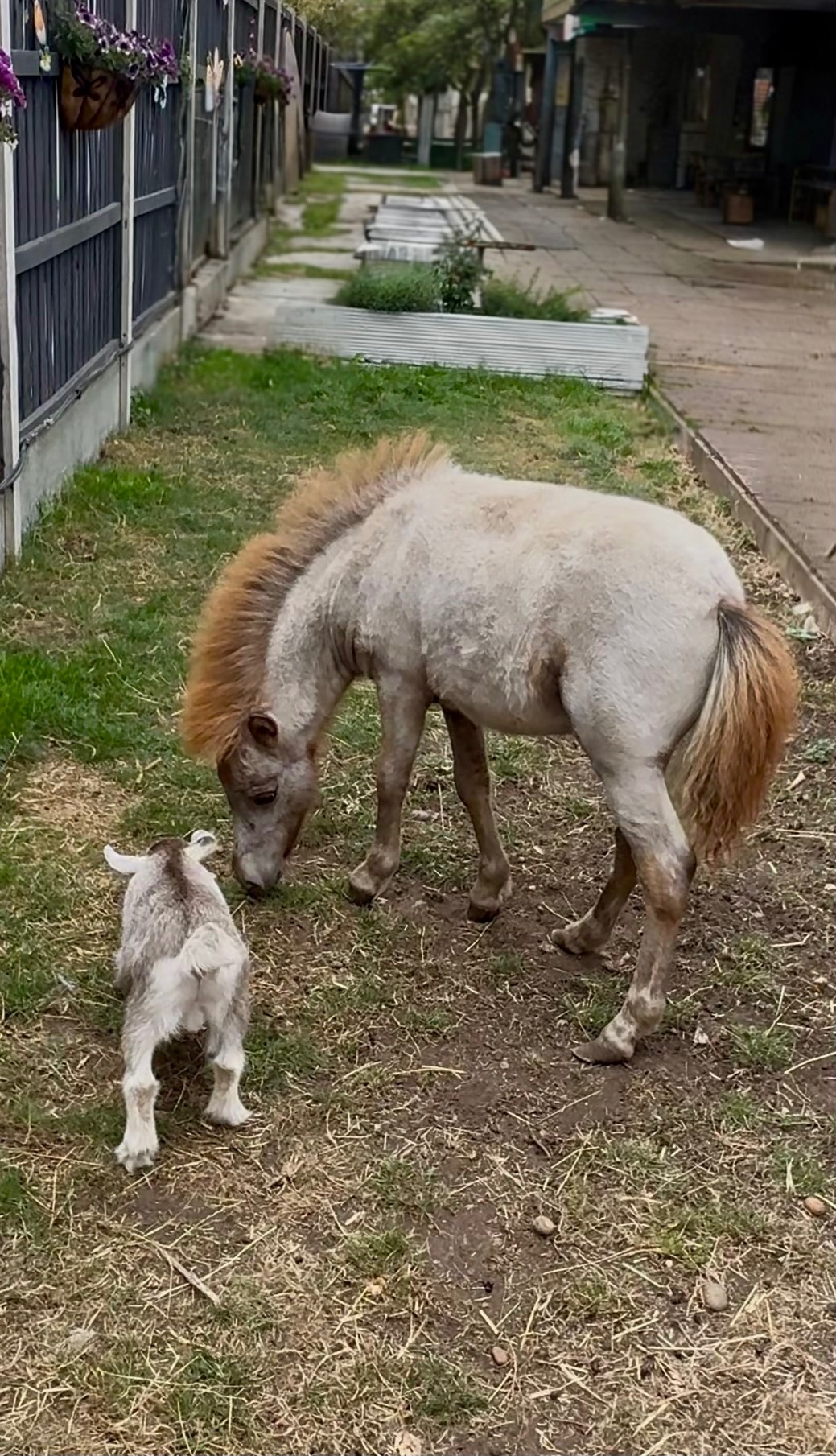 "ST GEORGE" Spotted Colt Miniature Horse - Horses