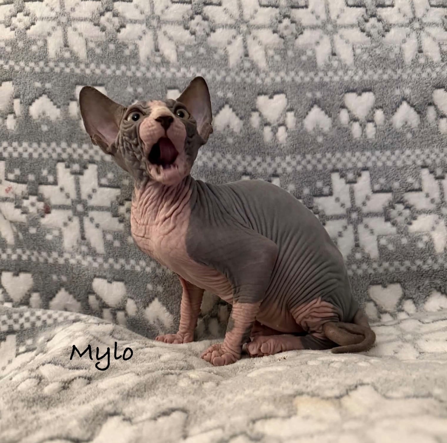 🐾 TICA REGISTERED SPHYNX KITTENS — £1400 O.N.O 🐾