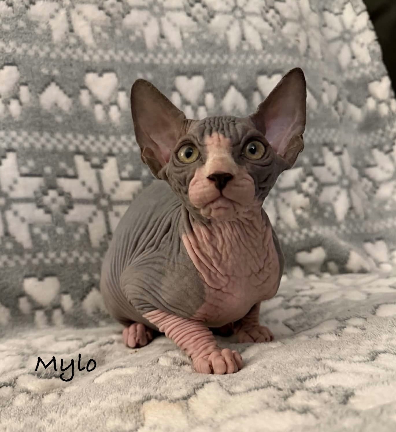 Peterborough 🐾 TICA REGISTERED SPHYNX KITTENS — £1400 O.N.O 🐾
