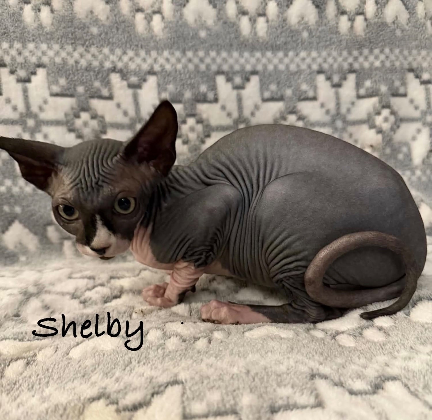 🐾 TICA REGISTERED SPHYNX KITTENS — £1400 O.N.O 🐾 - Cats & Kittens in Peterborough