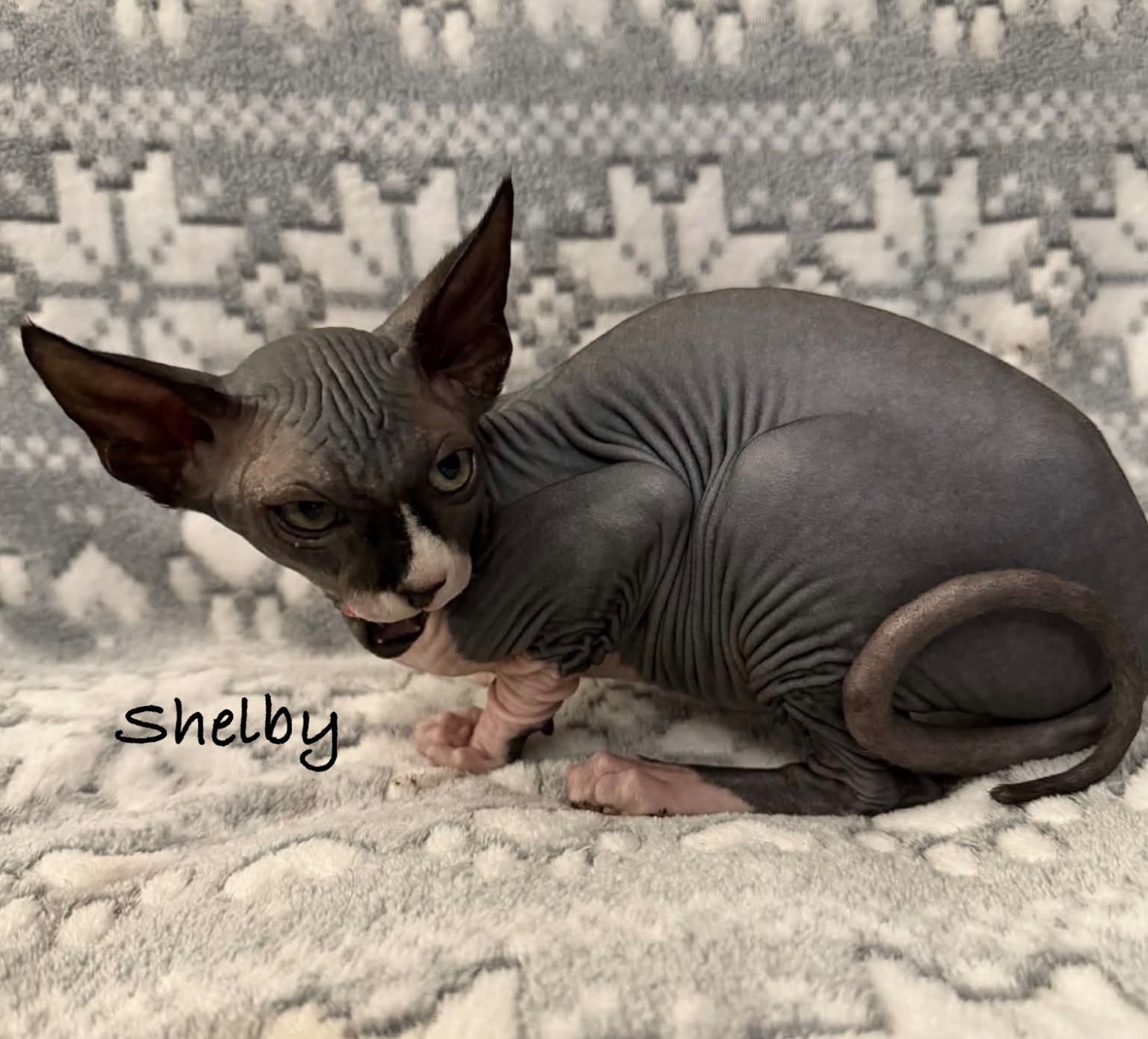 🐾 TICA REGISTERED SPHYNX KITTENS — £1400 O.N.O 🐾 - Cats & Kittens