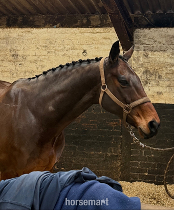 "Roscoe " Bay Gelding All Rounder