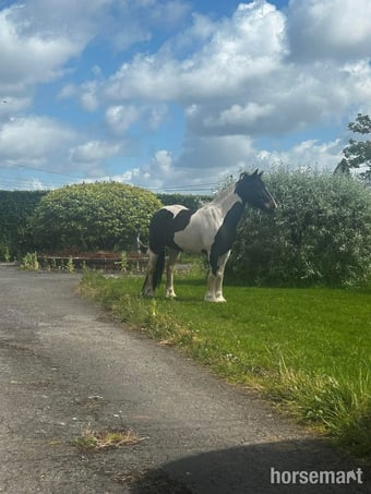 "Donna" Tri-Coloured Mare All Rounder