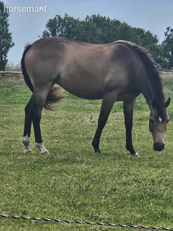 "Moorside Senara" Buckskin Filly Young Sport Horse
