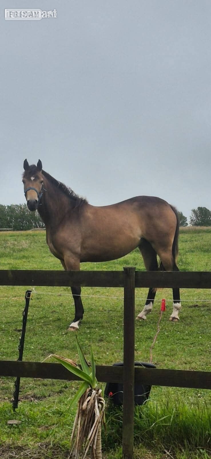 "Moorside Senara" Buckskin Filly Young Sport Horse