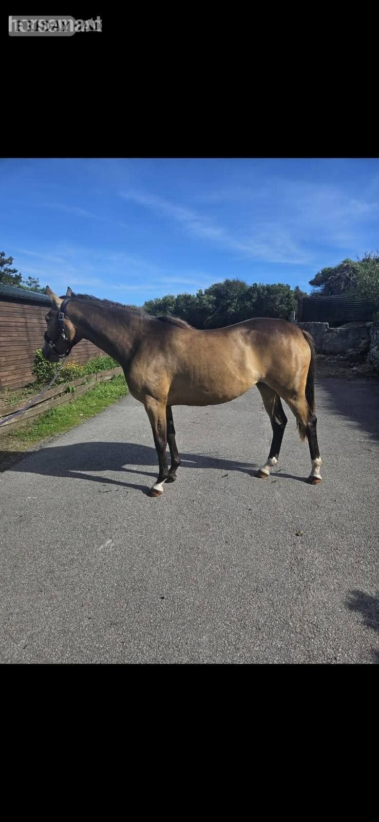 Penzance "Moorside Senara" Buckskin Filly Young Sport Horse