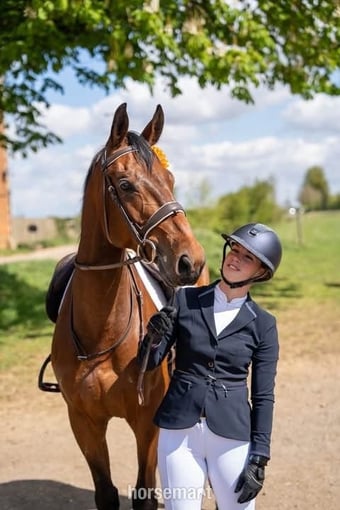 "Joey" Bay Gelding All Rounder